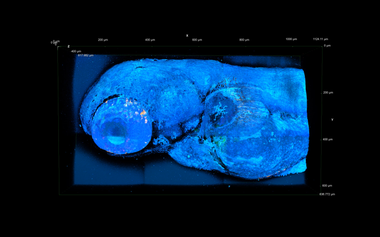 Multimodal 3D imaging of live zebrafish at 1300 nm 3P excitation using a CRONUS-3P femtosecond laser source.