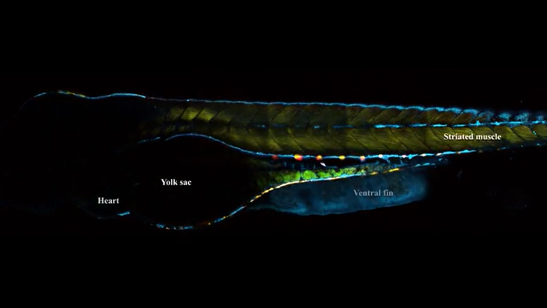 Multimodal 3D imaging of live zebrafish at 1300 nm 3P excitation using a CRONUS-3P femtosecond laser source.