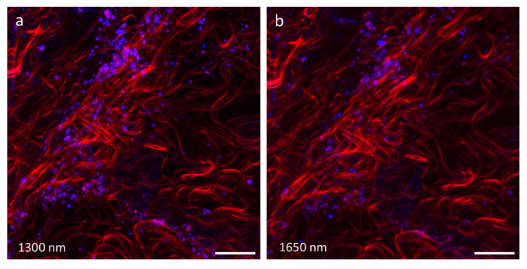 3P imaging of lung tissue showing collagen (red) stained with harmonophore nanoparticles (blue) excited at 1300 nm and 1650 nm.