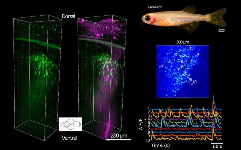 Functional three-photon neuroimaging of zebrafish using OEM OPA in ORPHEUS-F configuration.