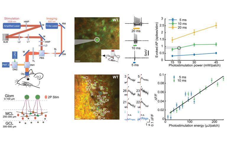 Holographic 2P optogenetic stimulation of mouse olfactory bulb neurons using laser system with PHAROS femtosecond laser.