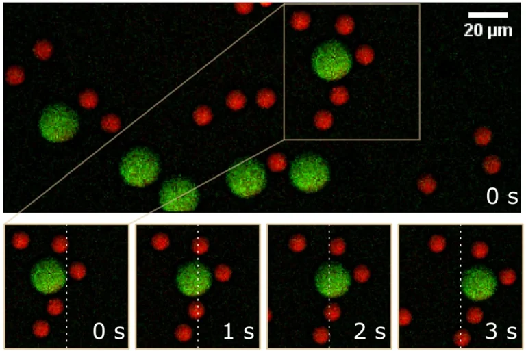 CARS images of flowing PS and PMMA beads, using an RGB colour overlay, taken with 0.5 s frame time, 400 x 400 pixels and 3.125 µs pixel dwell time, using CRONUS-2P. The bottom images show a time course of a selected area as indicated with 1 s intervals to exemplify the flow. The white dashed line is for motion reference.