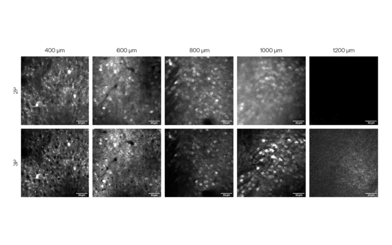 Comparison of in vivo 2P and 3P calcium imaging of mouse visual cortex GCaMP neurons on a Thorlabs Bergamo II microscope using Spark ALCOR 920 (2P) and Light Conversion CRONUS-3P (3P) lasers at 920 nm and 1300 nm, respectively.