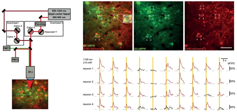 2P optogenetic stimulation of individual neurons using CRONUS-2P.