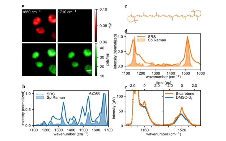 (a) Imaging of nuclei of AZ568 stained, fixed HeLa cells with SRS (red) and fluorescence (green). (b) SRS and spontaneous Raman spectrum (at 488 nm) of 1 mM solution of AZ568 in DMSO-d6. (c) Structure of β-carotene. (d) β-Carotene spectrum recorded with SRS and spontaneous Raman. (e) Spectral focusing spectrum of β-carotene solution in DMSO-d6. The images were recorded using CRONUS-2P.