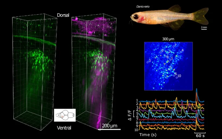 Functional three-photon neuroimaging of zebrafish using OEM OPA in ORPHEUS-F configuration.